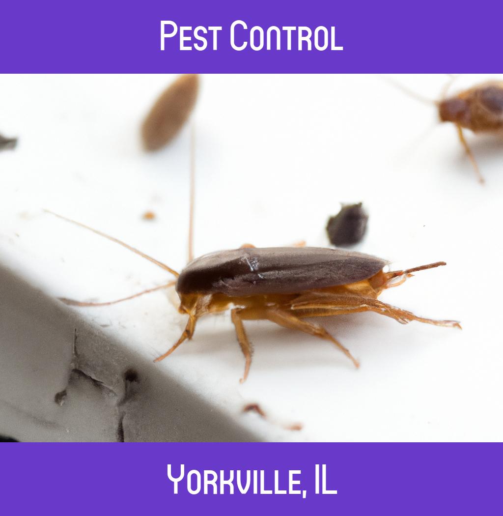 pest control in Yorkville Illinois