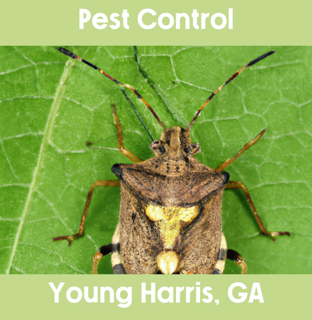 pest control in Young Harris Georgia