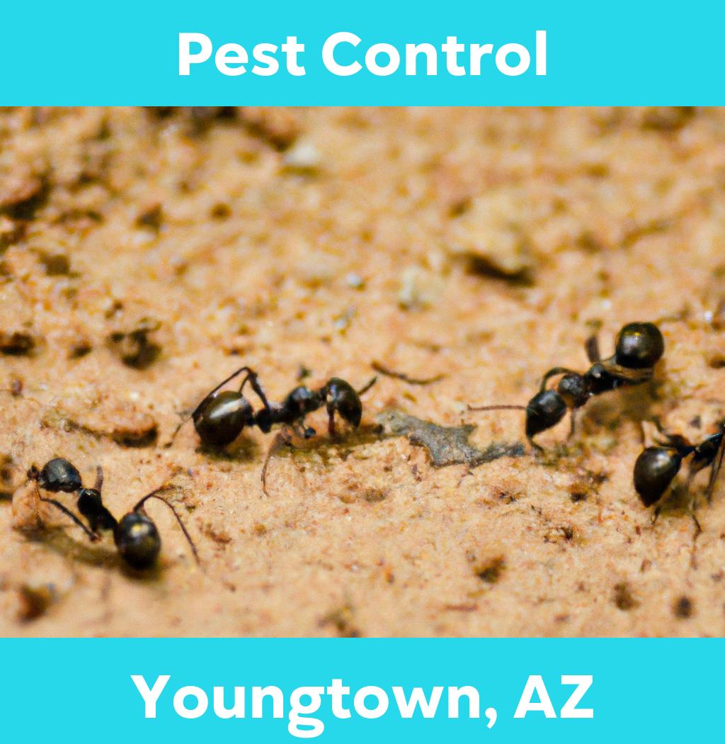 pest control in Youngtown Arizona