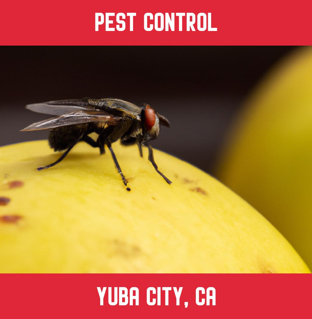 pest control in Yuba City California