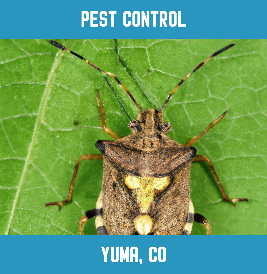 pest control in Yuma Colorado