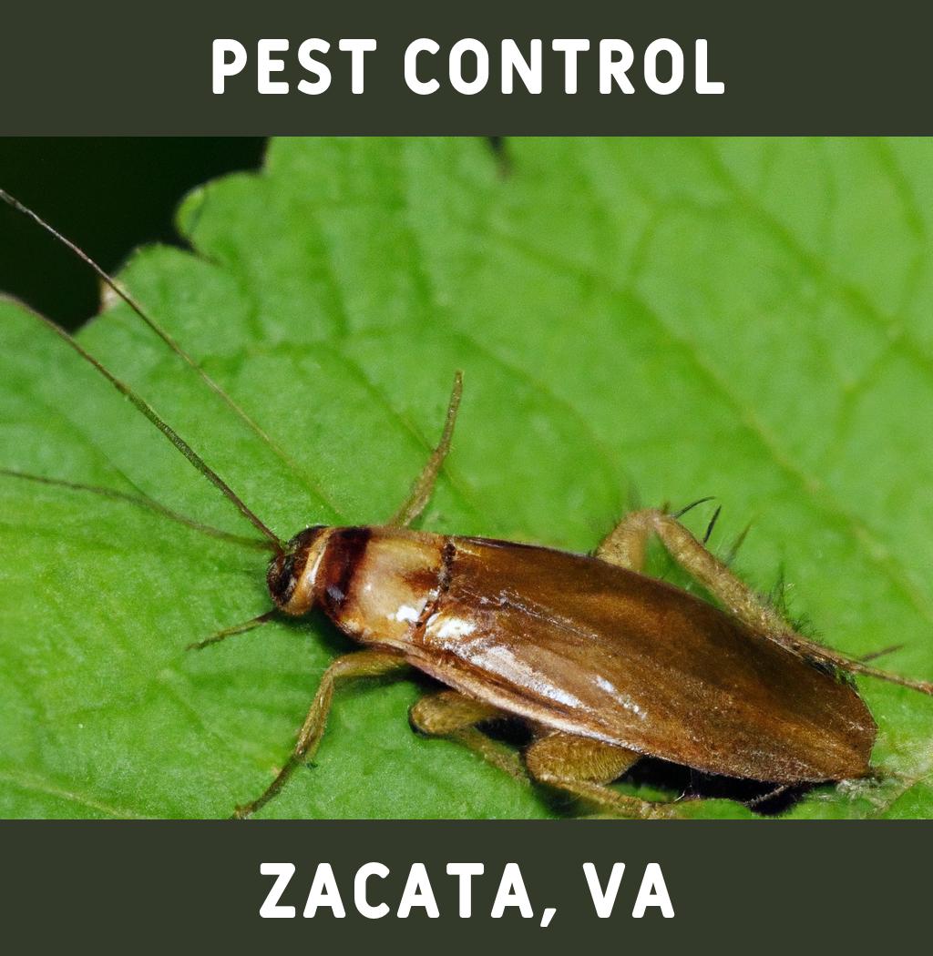 pest control in Zacata Virginia