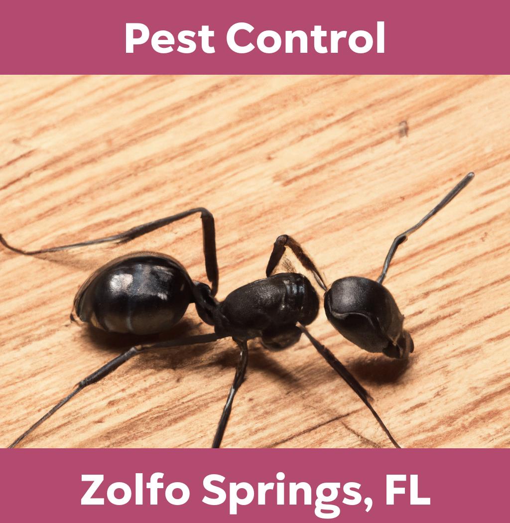 pest control in Zolfo Springs Florida